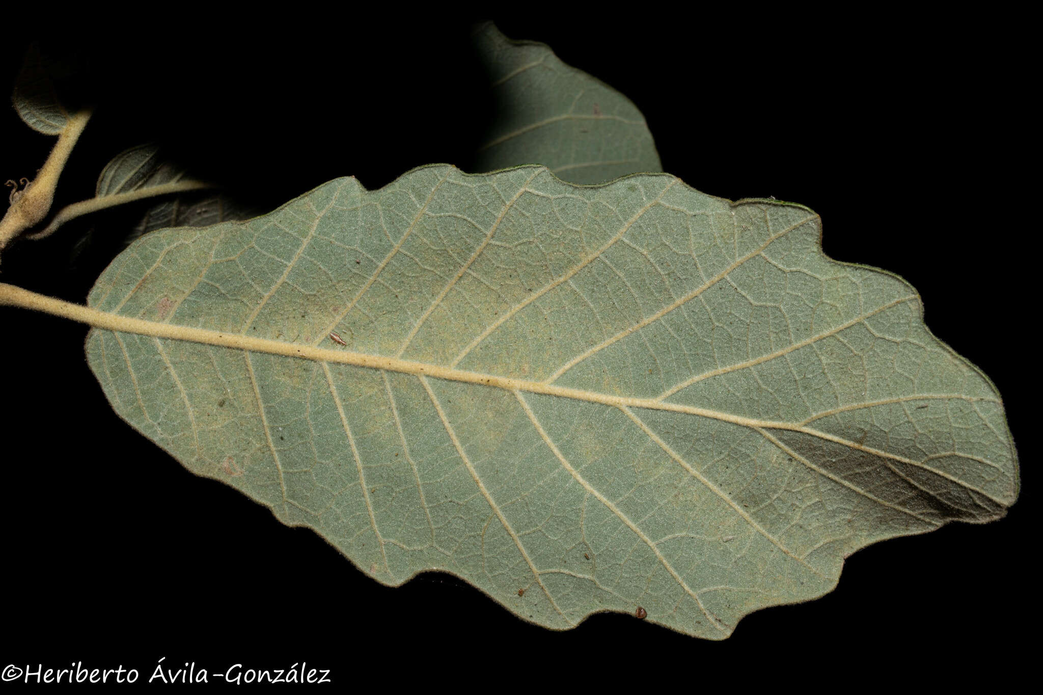 Imagem de Quercus laxa Liebm.