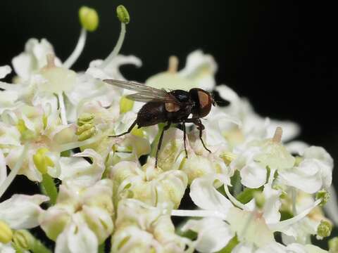 Image of Phasia barbifrons (Girschner 1887)