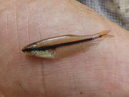 Image of Barred glass tetra