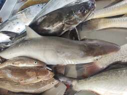 Image of Brazilian Sharpnose Shark