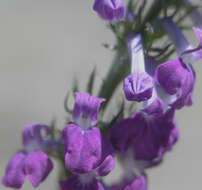 Image of Fringe-Leaf Lobelia