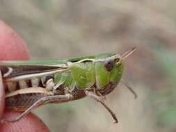 Image of stripe-winged grasshopper