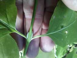 Imagem de Euonymus occidentalis subsp. parishii (Trelease) R. M. Beauchamp