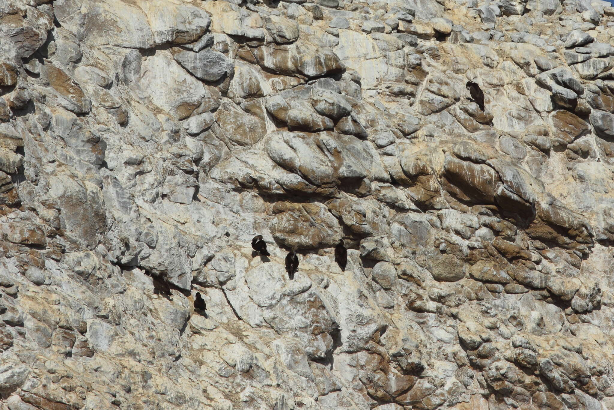 Image of Brown Booby