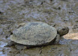 Image of Gulf Coast box turtle