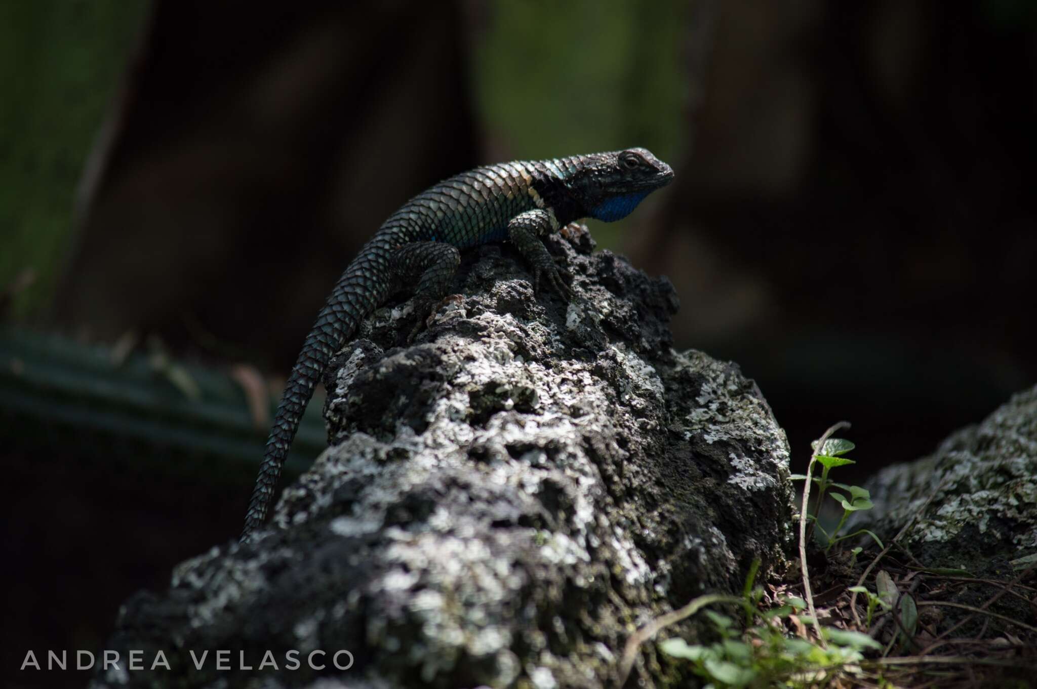 Sceloporus mucronatus Cope 1885 resmi