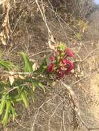 Image de Lobelia polyphylla Hook. & Arn.