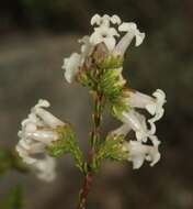 Image of Erica denticulata var. denticulata