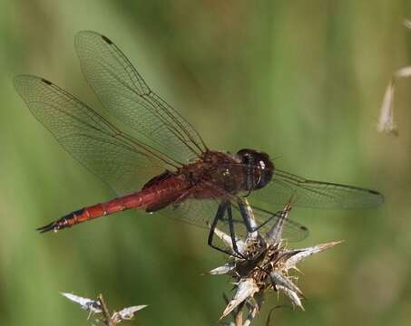 Tramea limbata (Desjardins 1835) resmi