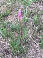 Dodecatheon pulchellum subsp. pauciflorum (Dur.) Hulten resmi