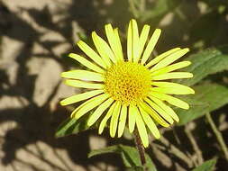 Image of Inula hirta