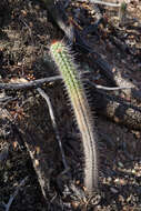 Imagem de Echinopsis quadratiumbonata (F. Ritter) D. R. Hunt