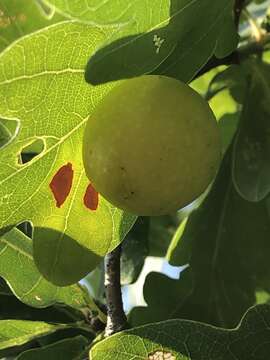 Image of cherry gall