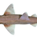 Image of Tropical Sawshark