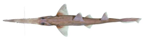 Image of Tropical Sawshark