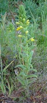 Image of Yellow Glandweed