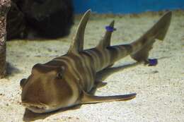 Image of Japanese Bullhead Shark