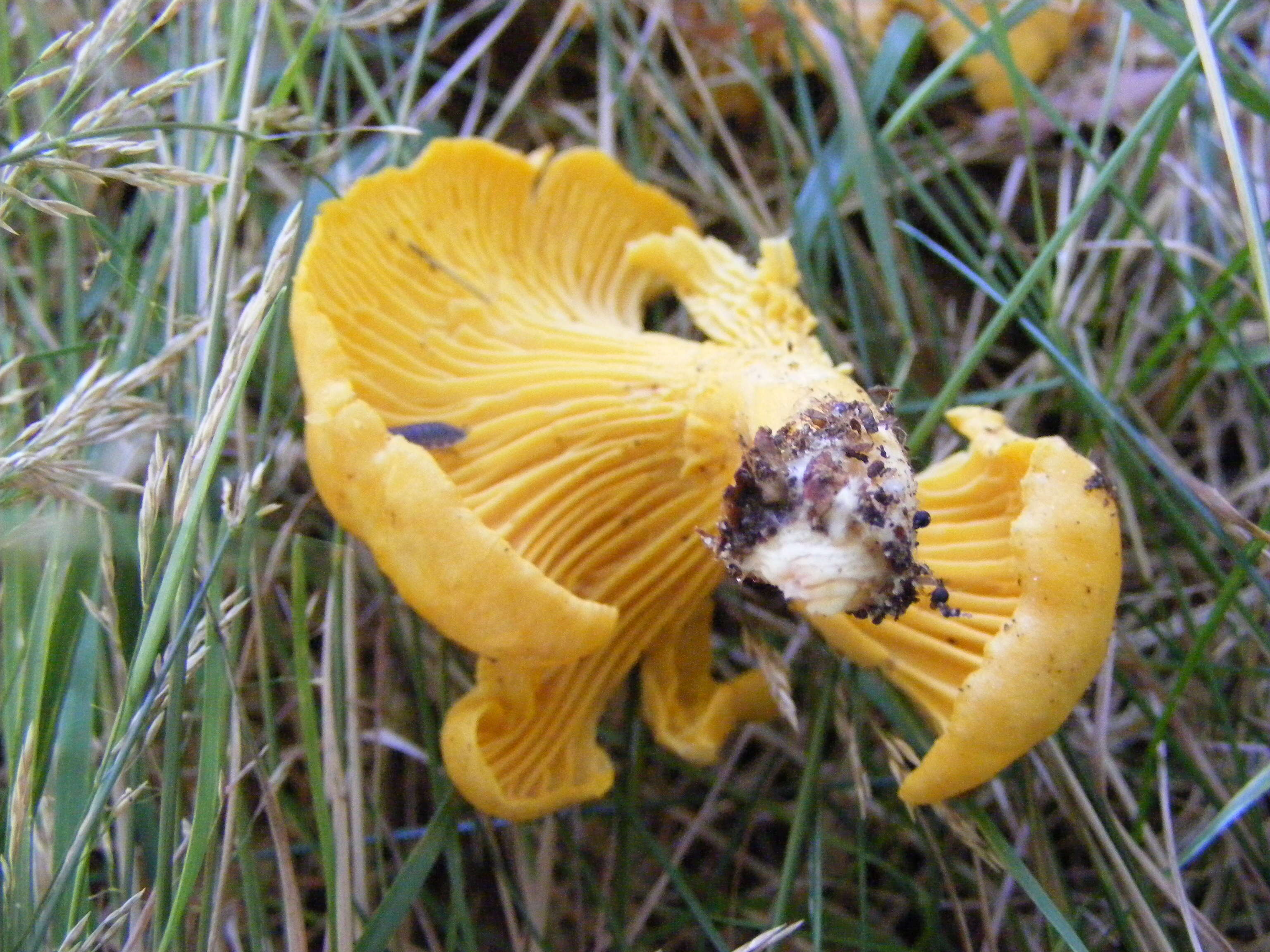 Image of Chanterelle