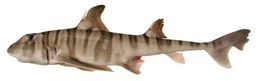 Image of Barred Bull-head Shark