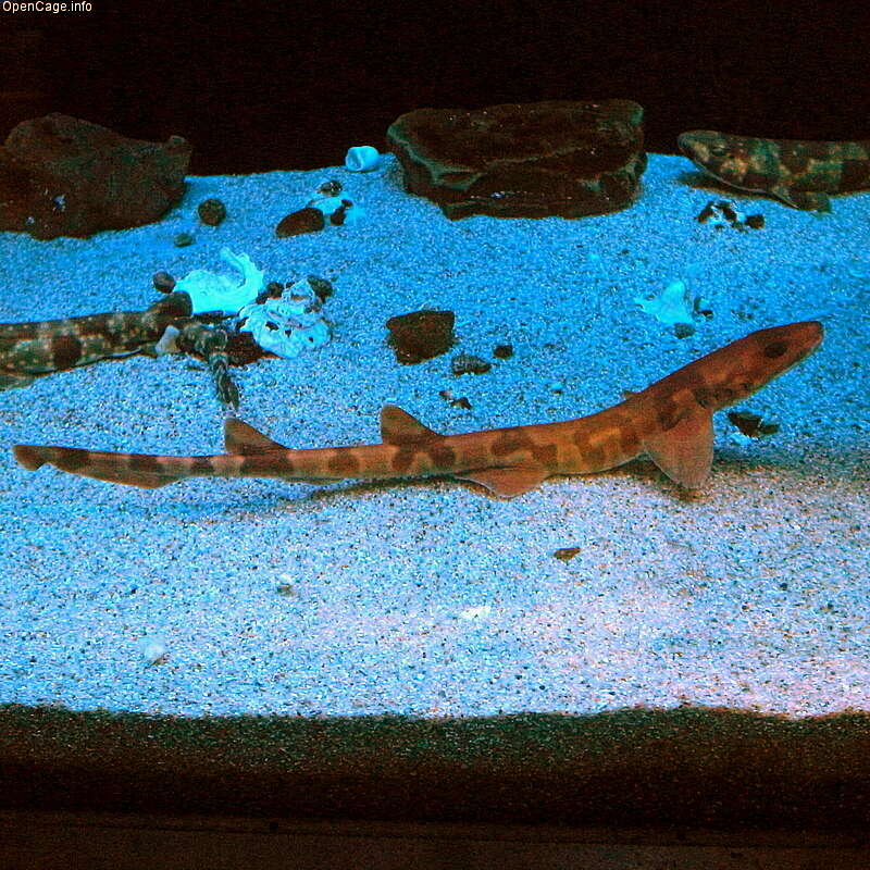 Image of Saddled Carpet Shark