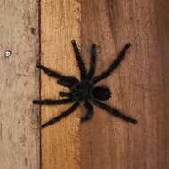 Image de Avicularia avicularia (Linnaeus 1758)