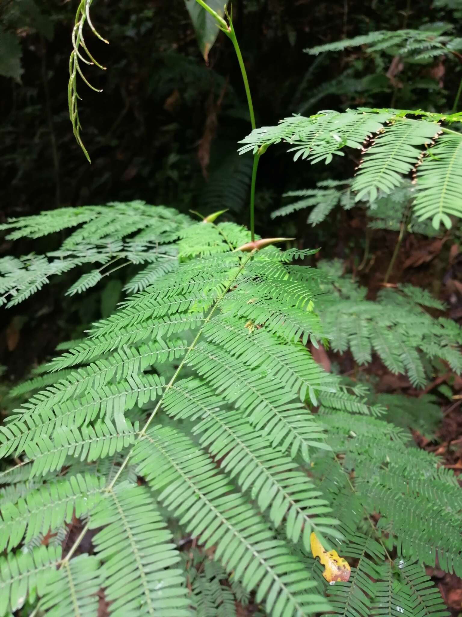 Image of bull horn acacia