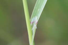 Image of Barren Brome