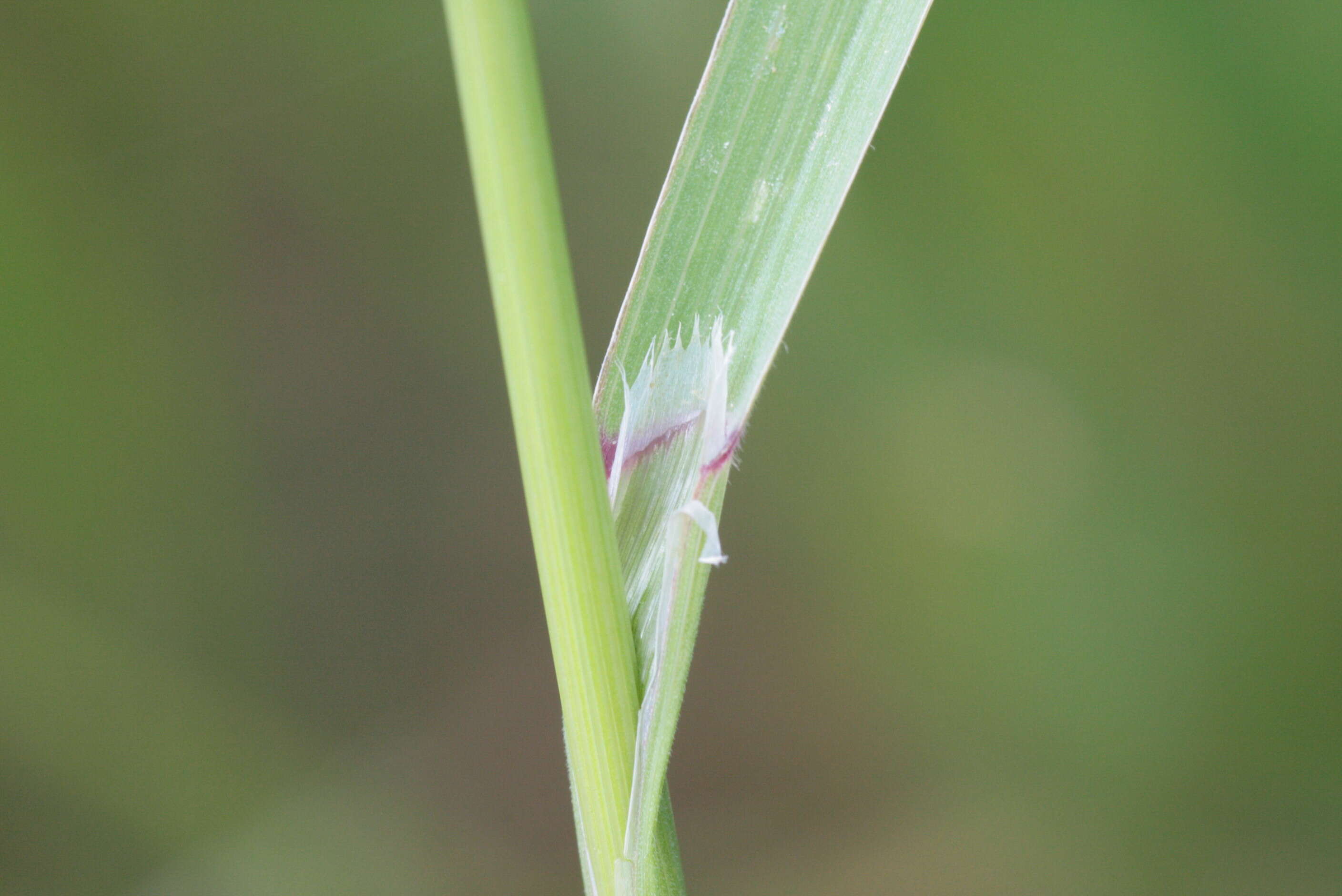 Imagem de Bromus sterilis L.