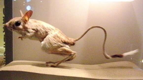 Image of Greater Egyptian Jerboa