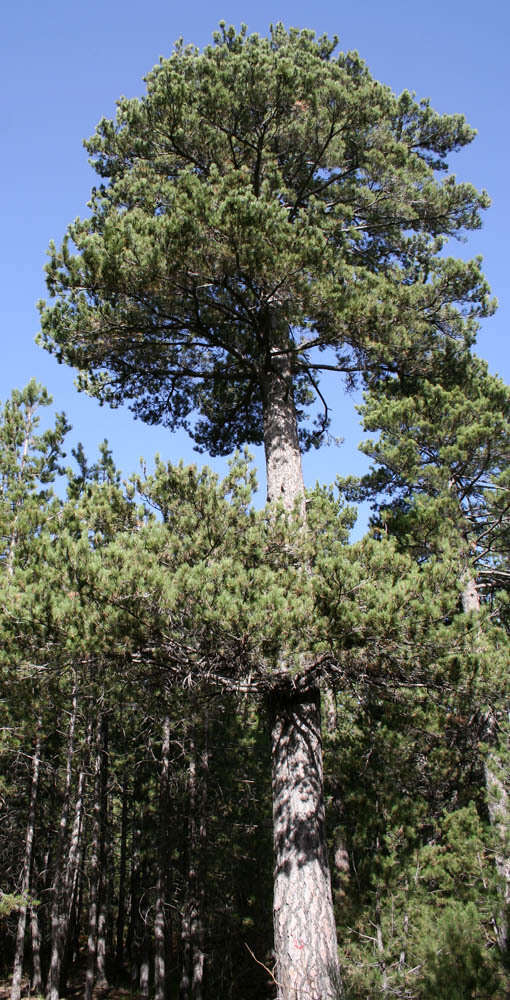 Imagem de Pinus nigra subsp. laricio (Poir.) Maire