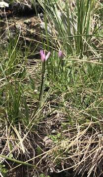 Image of Podospermum roseum (Waldst. & Kit.) Gemeinholzer & Greuter