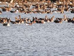 Image of Red-breasted Goose