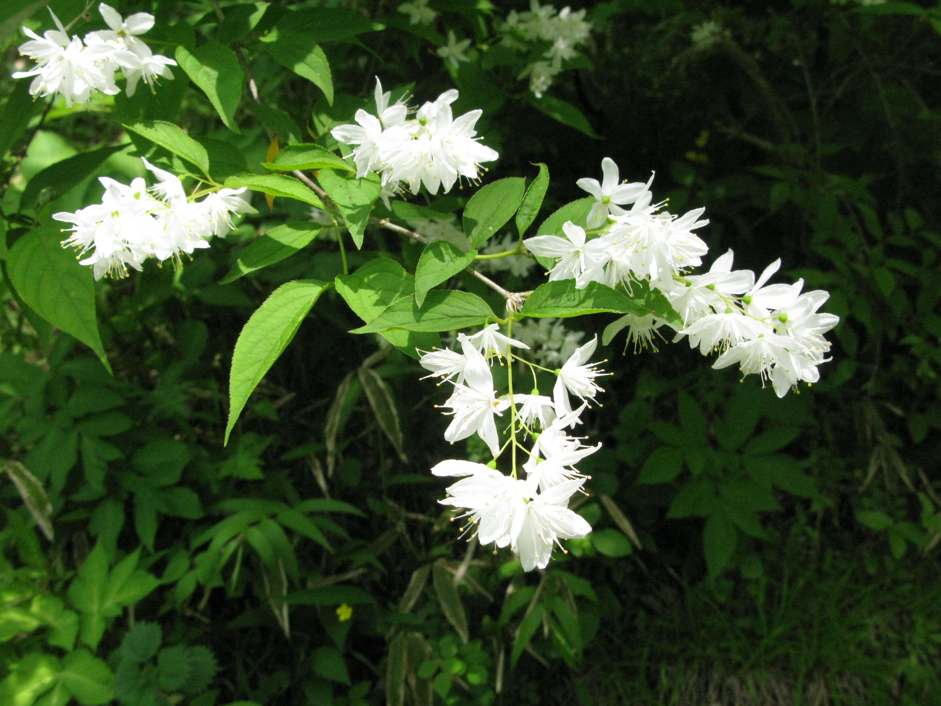 Image of slender pride of Rochester