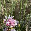 Image of Petrophile teretifolia R. Br.