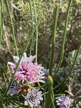 Image of Petrophile teretifolia R. Br.