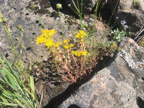 صورة Sedum stenopetalum subsp. stenopetalum