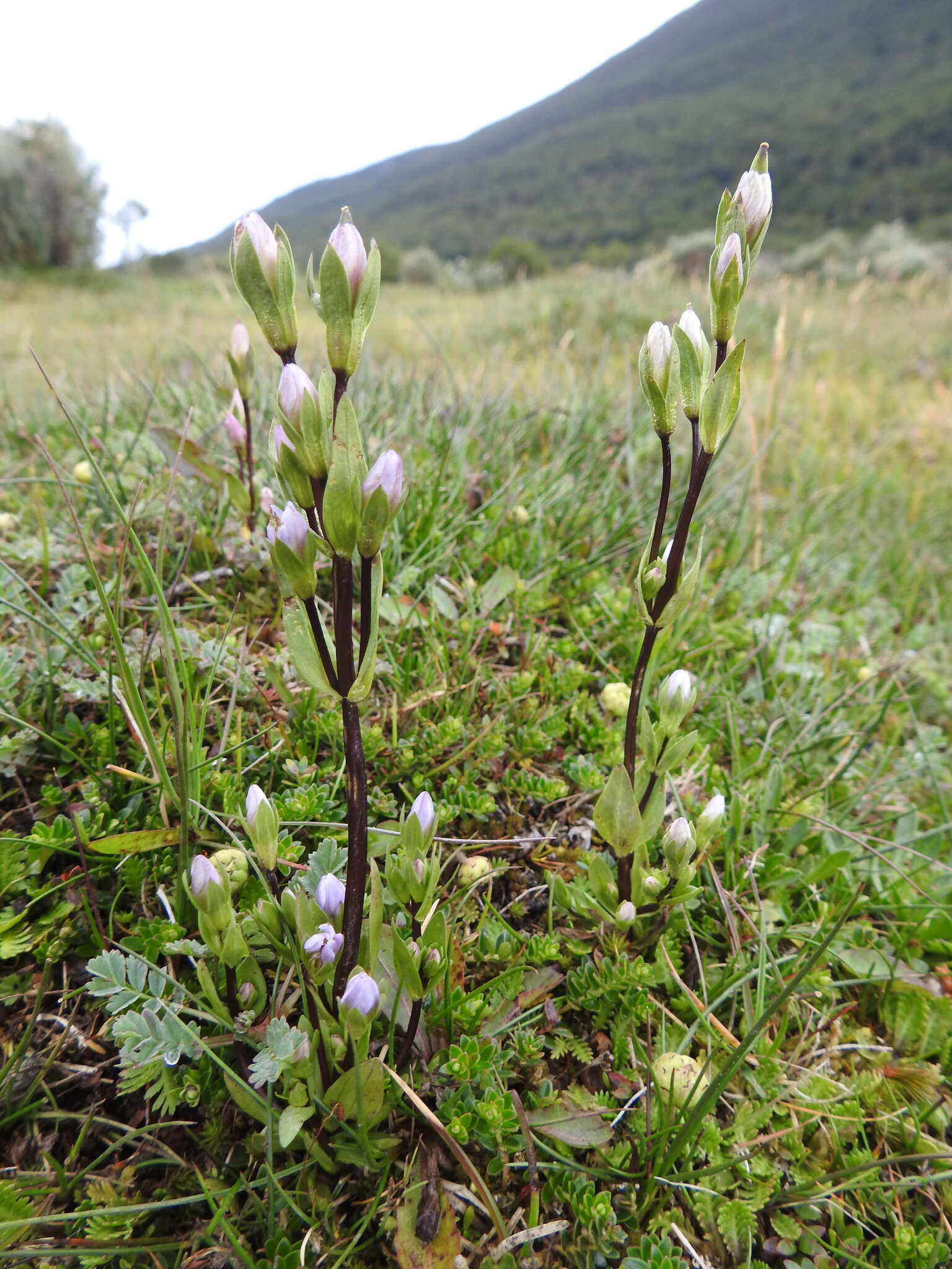 Image of Gentianella magellanica (Gaudich.) Fabris