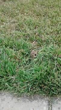 Image of thirteen-lined ground squirrel