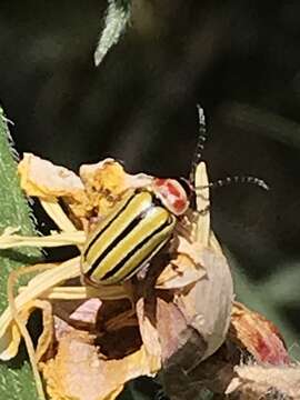 Image of Disonycha pluriligata (J. L. Le Conte 1858)