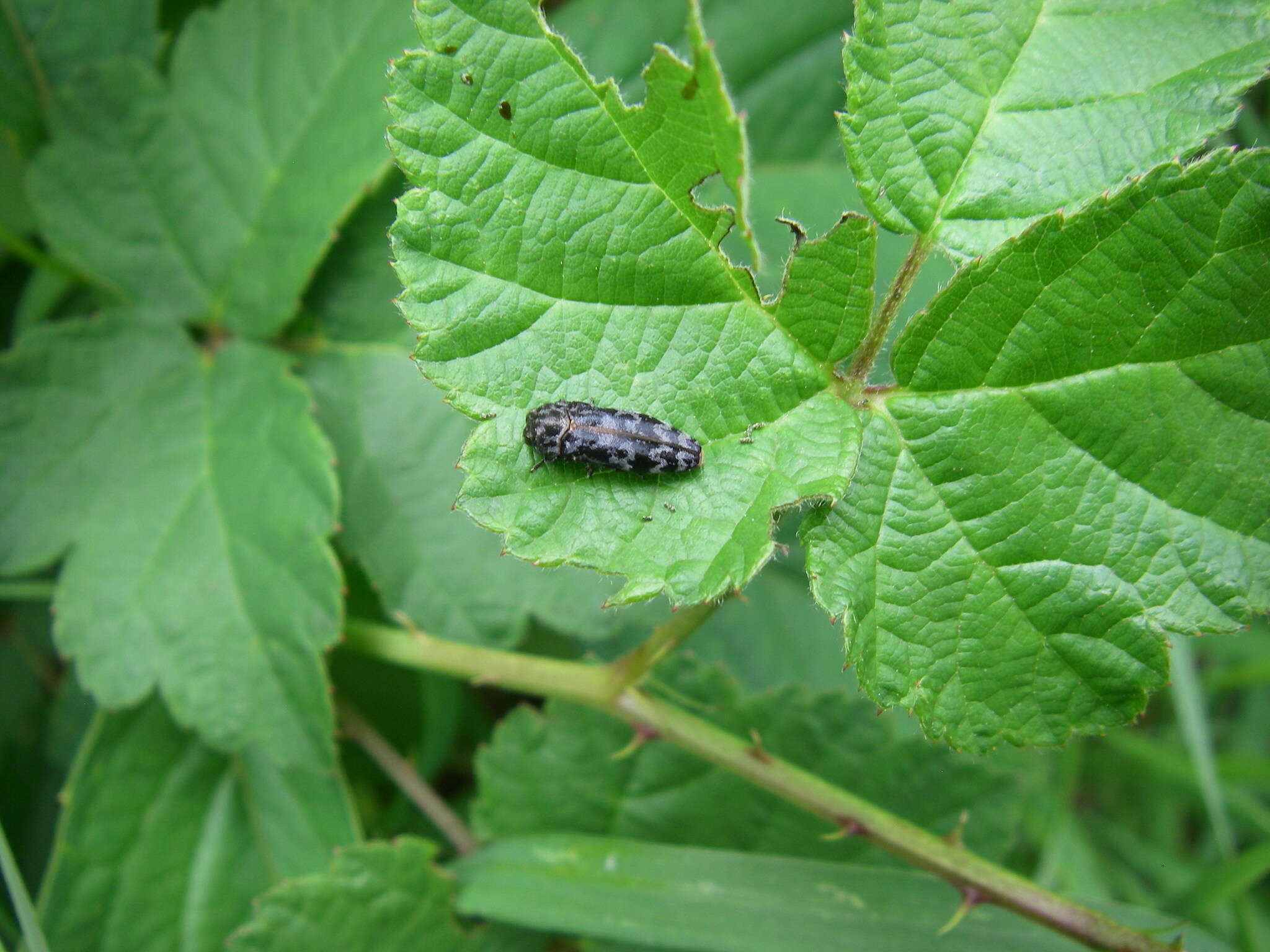 Imagem de Coraebus rubi (Linnaeus 1767)