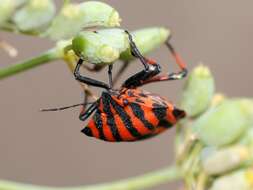 Image of <i>Graphosoma italicum</i>