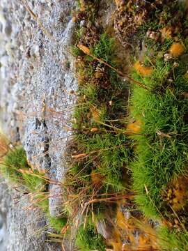 Image of distichium moss