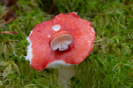 Image of Russula emetica (Schaeff.) Pers. 1796