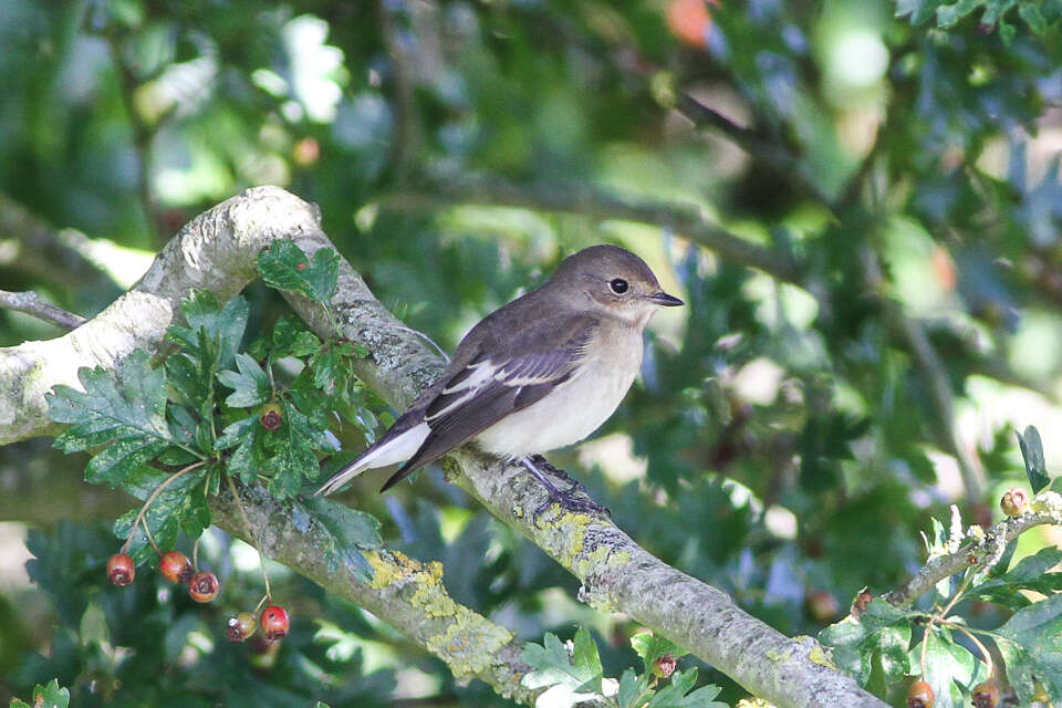 Image of European Pied Flycatcher