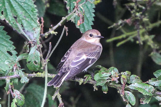 Image of European Pied Flycatcher