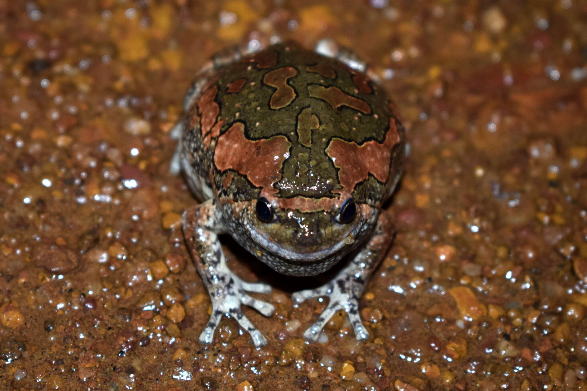 صورة Uperodon taprobanicus (Parker 1934)