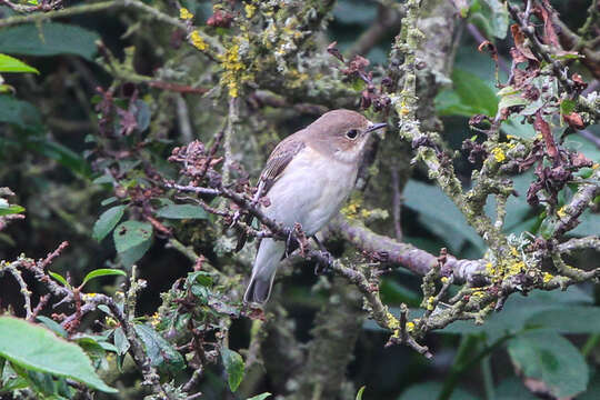 Image of European Pied Flycatcher