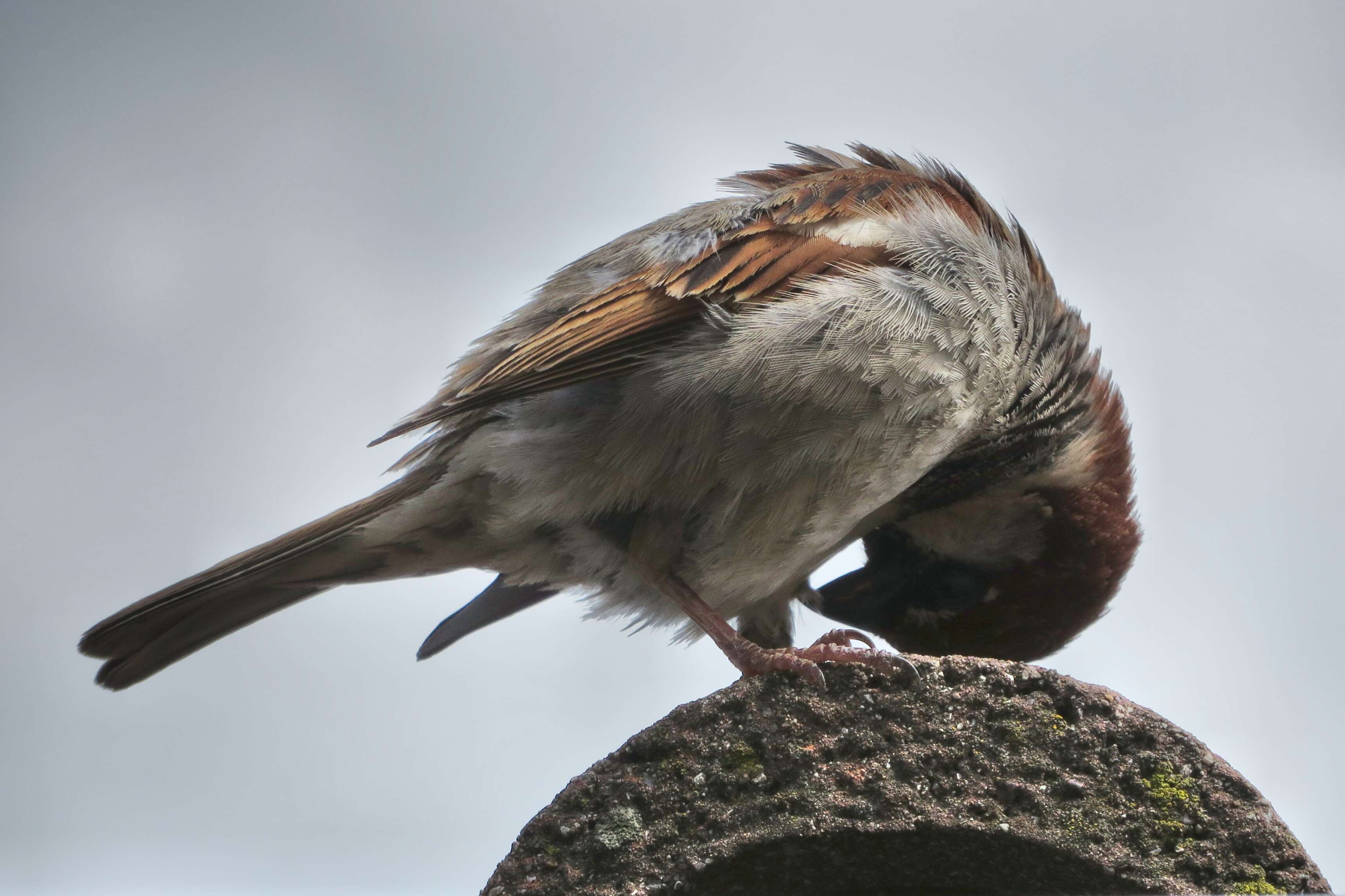 Image of Italian Sparrow