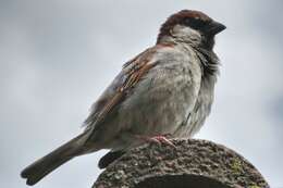 Image of Italian Sparrow