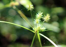 Image of Reflexed Flat Sedge